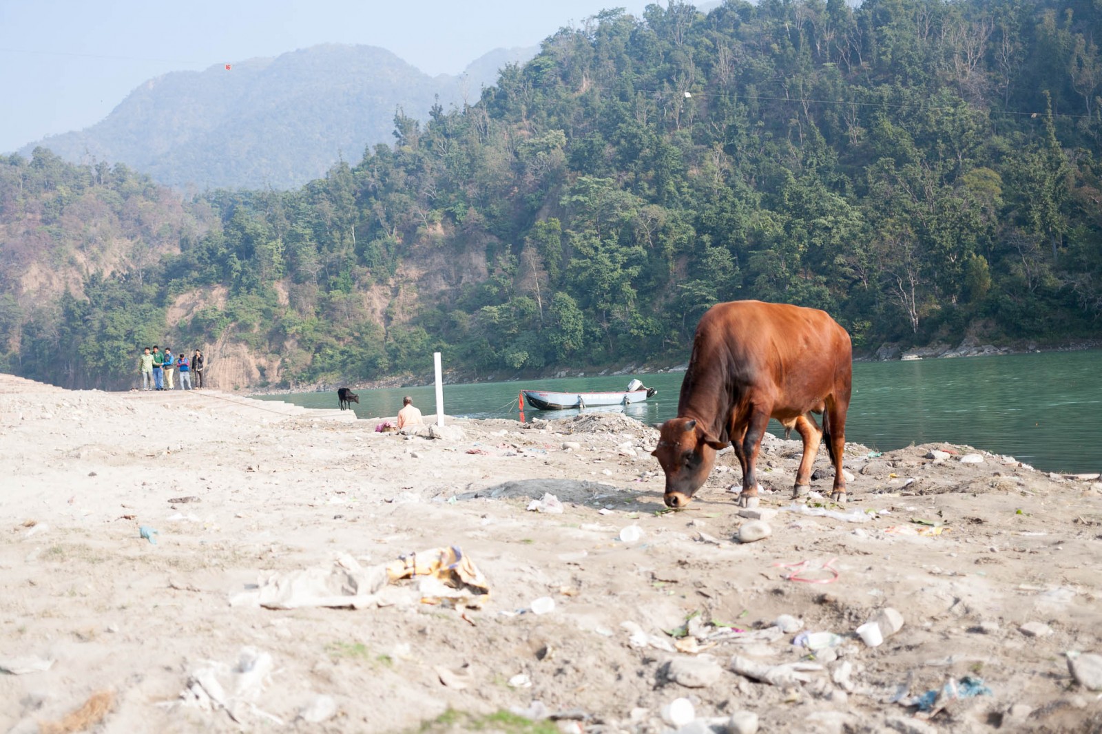 Kráva u břehu Gangy