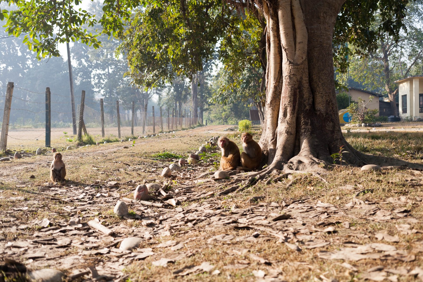 Opice v Bardii