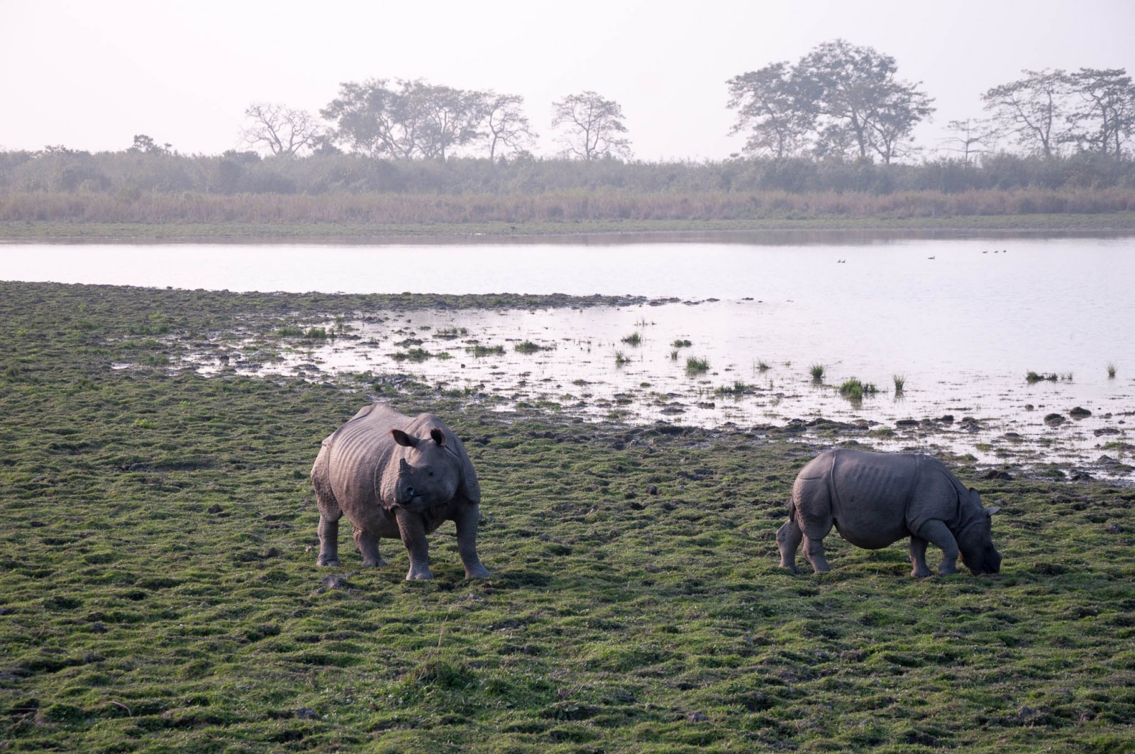 Nosorožci v Kaziranze