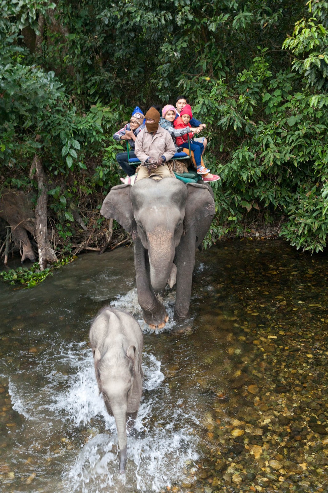 Přechod řeky na slonech