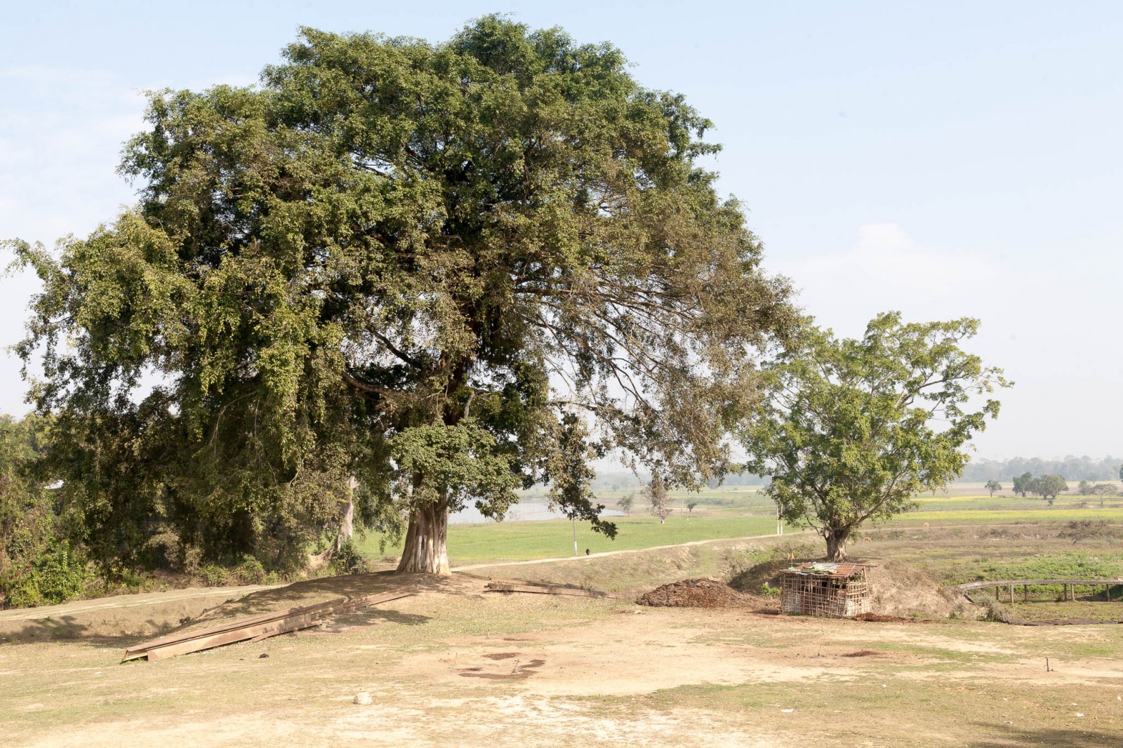 Strom v Assamu