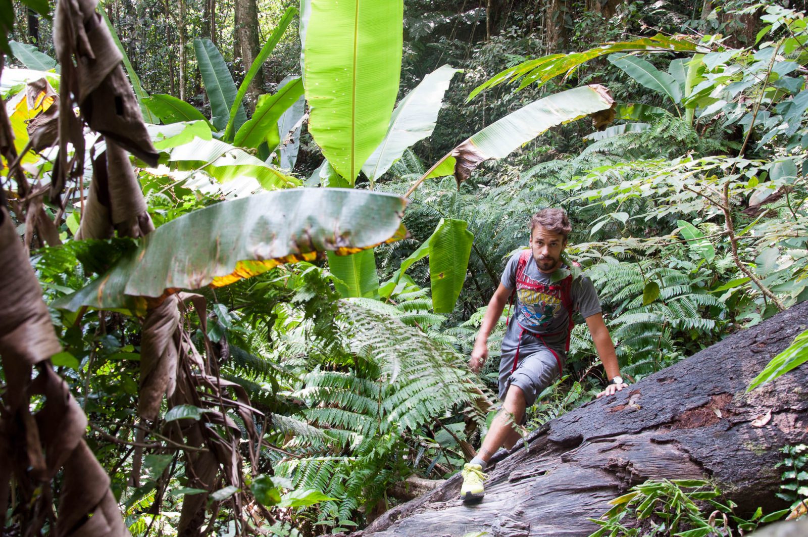 Jungle v Cameron Highlands